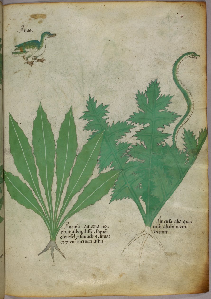 Botanikai illusztráció növényekről, egy kígyóról és egy kacsáról, 1440 körül (tinta és szín, pergamen) alkotó: Italian School