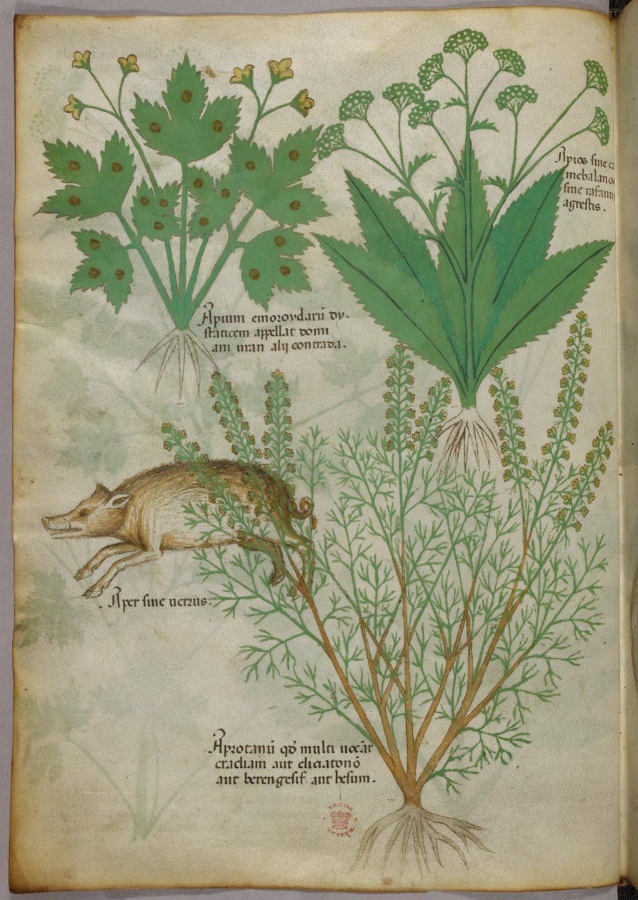 Botanikai illusztráció növényekről és egy vaddisznóról, 1440 körül (tinta és szín, pergamen) alkotó: Italian School