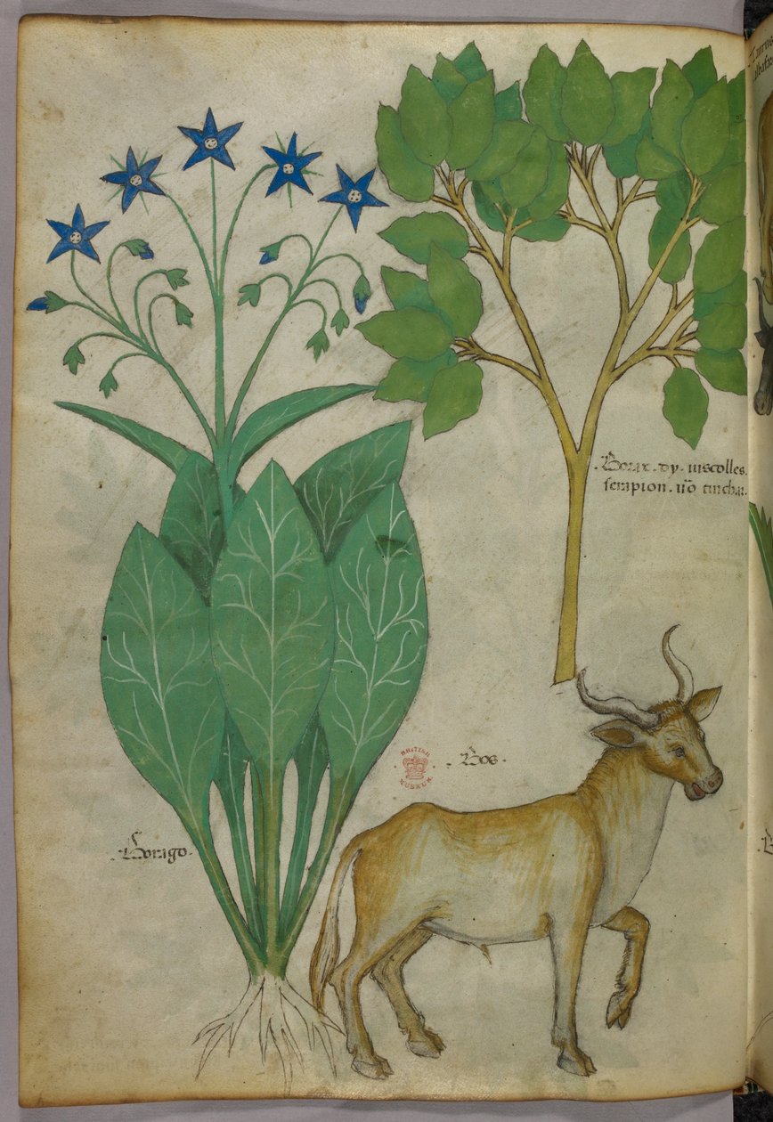 Botanikai illusztráció növényekről és egy bikáról, 1440 körül (tinta és szín, pergamen) alkotó: Italian School