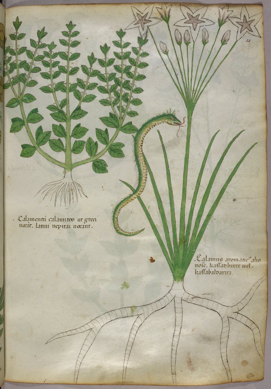 Botanikai illusztráció növényekről és egy kígyóról, 1440 körül (tinta és szín, pergamen) alkotó: Italian School