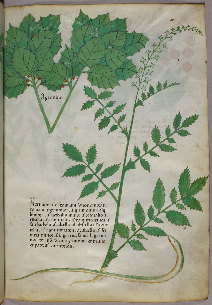 Botanikai illusztráció növényekről és egy kígyóról, 1440 körül (tinta és szín, pergamen) alkotó: Italian School