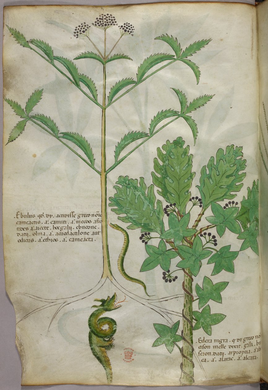 Botanikai illusztráció növényekről és egy kígyóról, 1440 körül (tinta és szín, pergamen) alkotó: Italian School