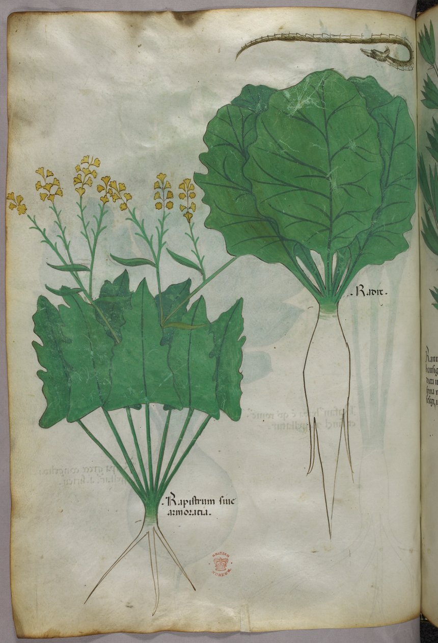 Botanikai illusztráció növényekről és egy kígyóról, 1440 körül (tinta és szín, pergamen) alkotó: Italian School
