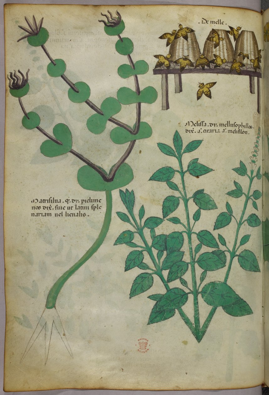 Botanikai illusztráció növényekről és méhkaptárakról méhekkel, 1440 körül (tinta és szín, pergamen) alkotó: Italian School