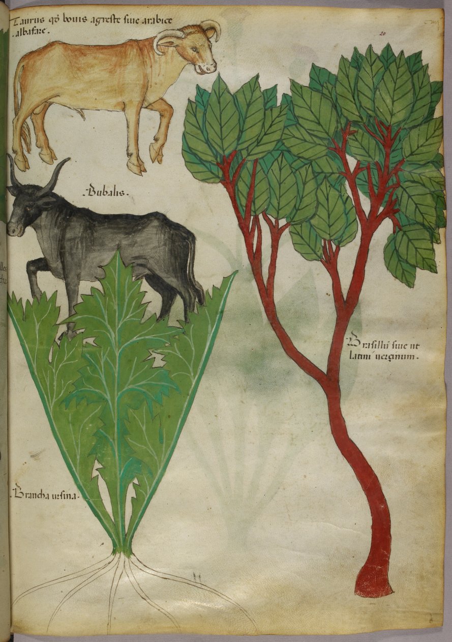 Növények és bikák botanikai illusztrációja, 1440 körül (tinta és szín, pergamen) alkotó: Italian School