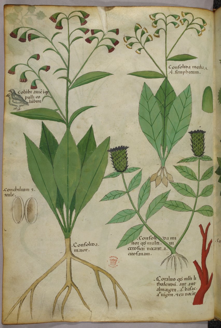 Botanikai illusztráció növényekről és korallokról, kígyóval és szarvassal, 1440 körül (tinta és szín, pergamen) alkotó: Italian School