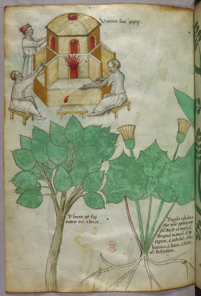 Növények botanikai illusztrációja és üvegkészítő illusztráció, 1440 körül (tinta és szín, pergamen) alkotó: Italian School