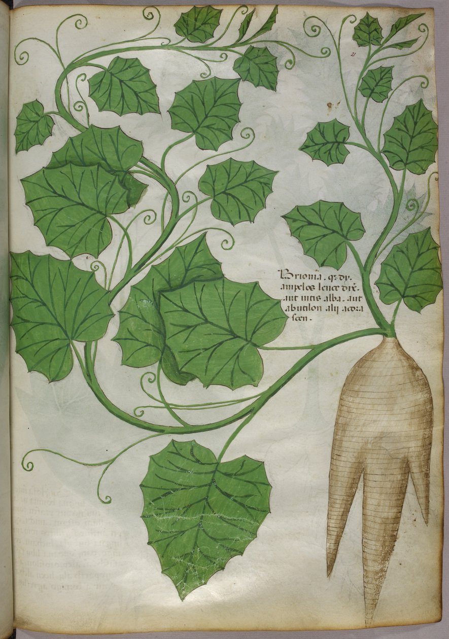 Növények botanikai illusztrációja, 1440 körül (tinta és szín, pergamen) alkotó: Italian School