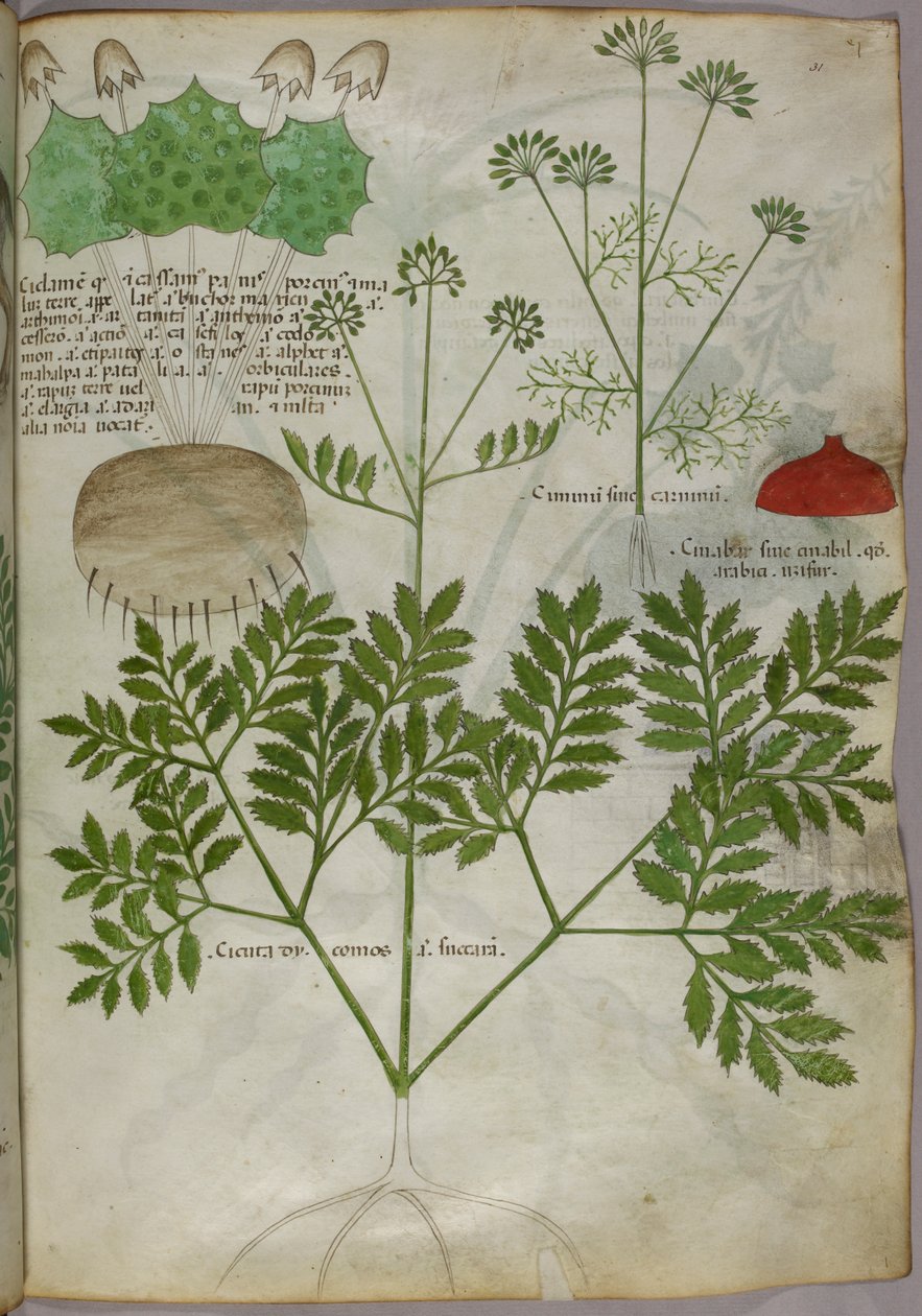 Növények botanikai illusztrációja, 1440 körül (tinta és szín, pergamen) alkotó: Italian School