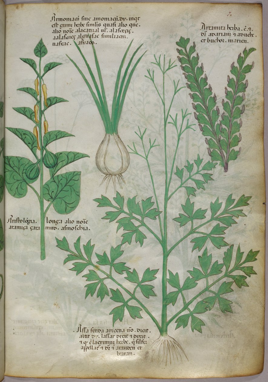 Növények botanikai illusztrációja, 1440 körül (tinta és szín, pergamen) alkotó: Italian School