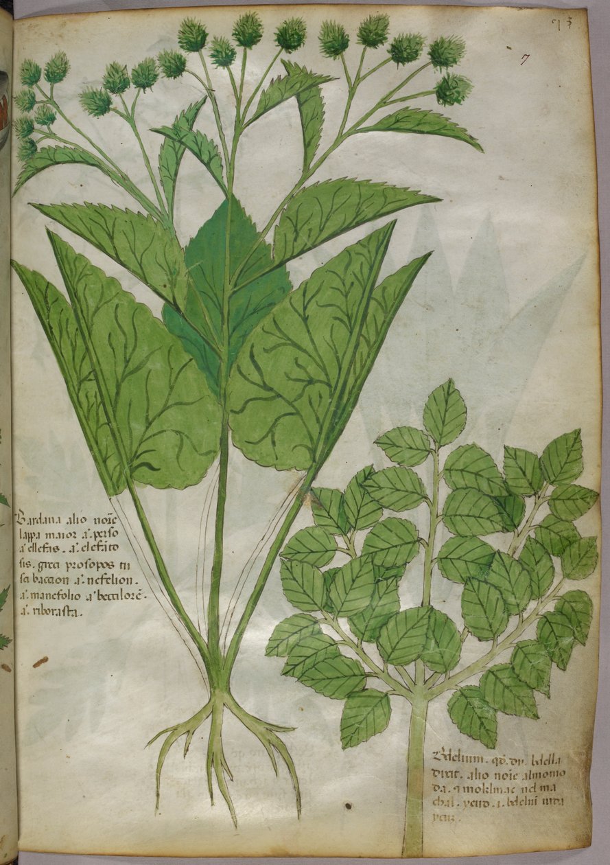 Növények botanikai illusztrációja, 1440 körül (tinta és szín, pergamen) alkotó: Italian School