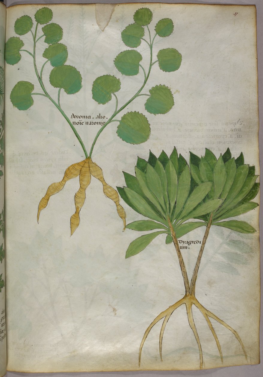 Növények botanikai illusztrációja, 1440 körül (tinta és szín, pergamen) alkotó: Italian School