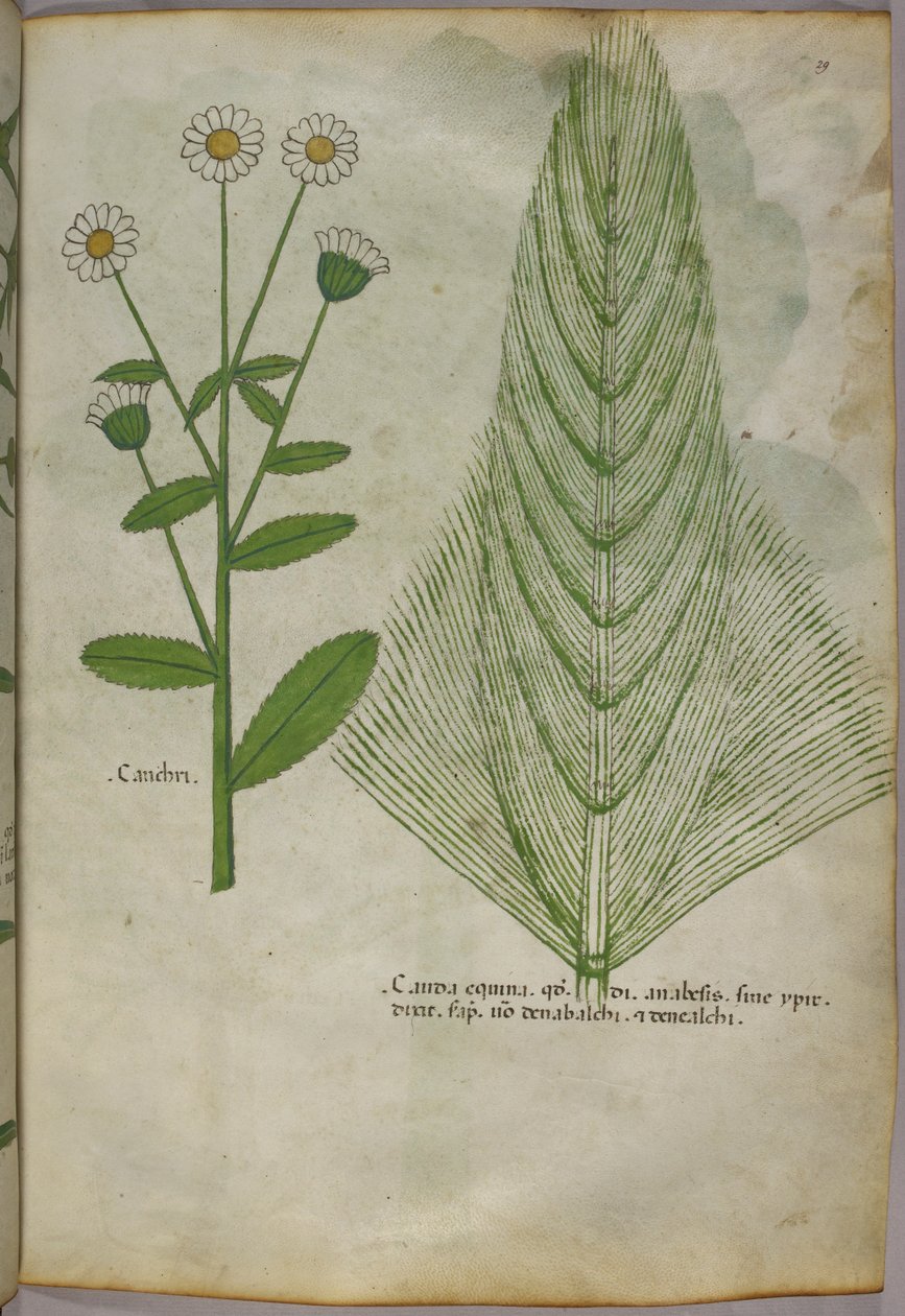 Növények botanikai illusztrációja, 1440 körül (tinta és szín, pergamen) alkotó: Italian School