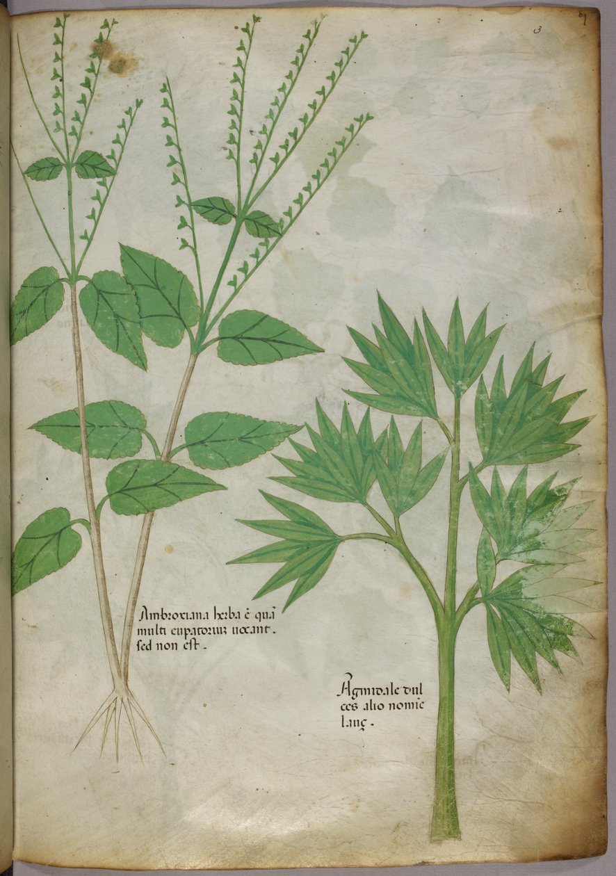 Növények botanikai illusztrációja, 1440 körül (tinta és szín, pergamen) alkotó: Italian School