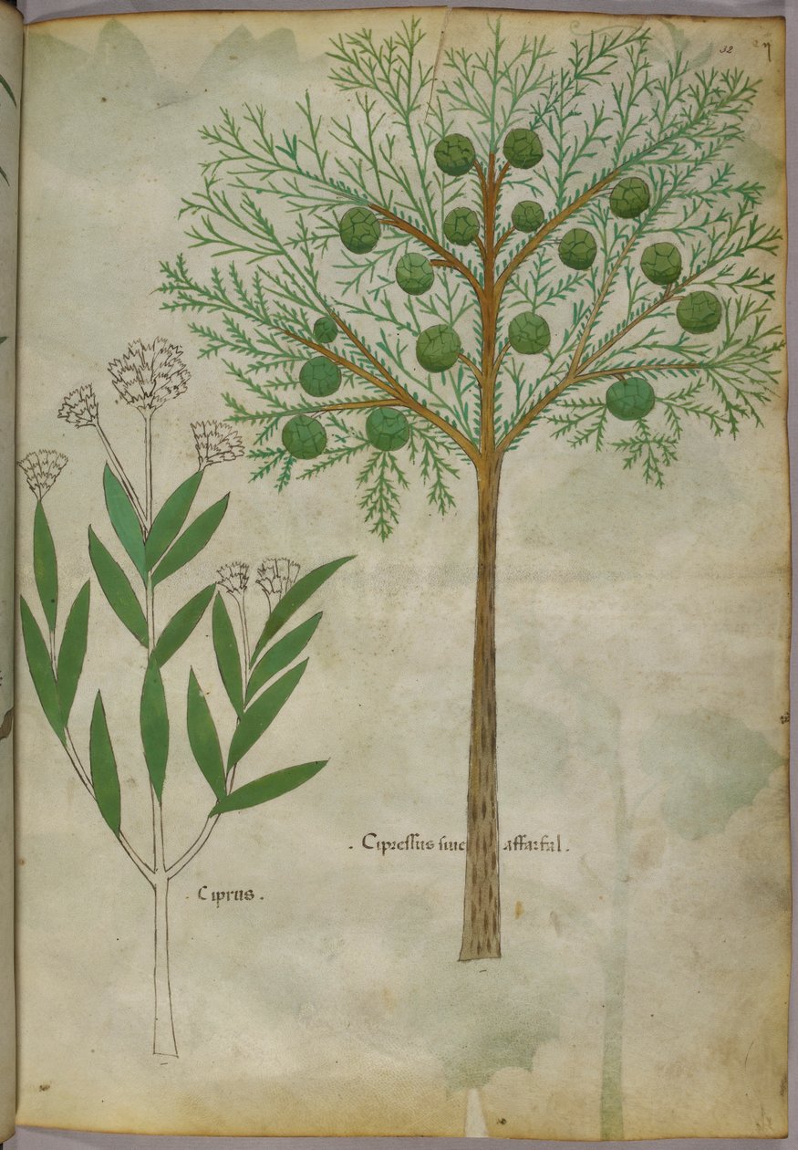 Növények botanikai illusztrációja, 1440 körül (tinta és szín, pergamen) alkotó: Italian School