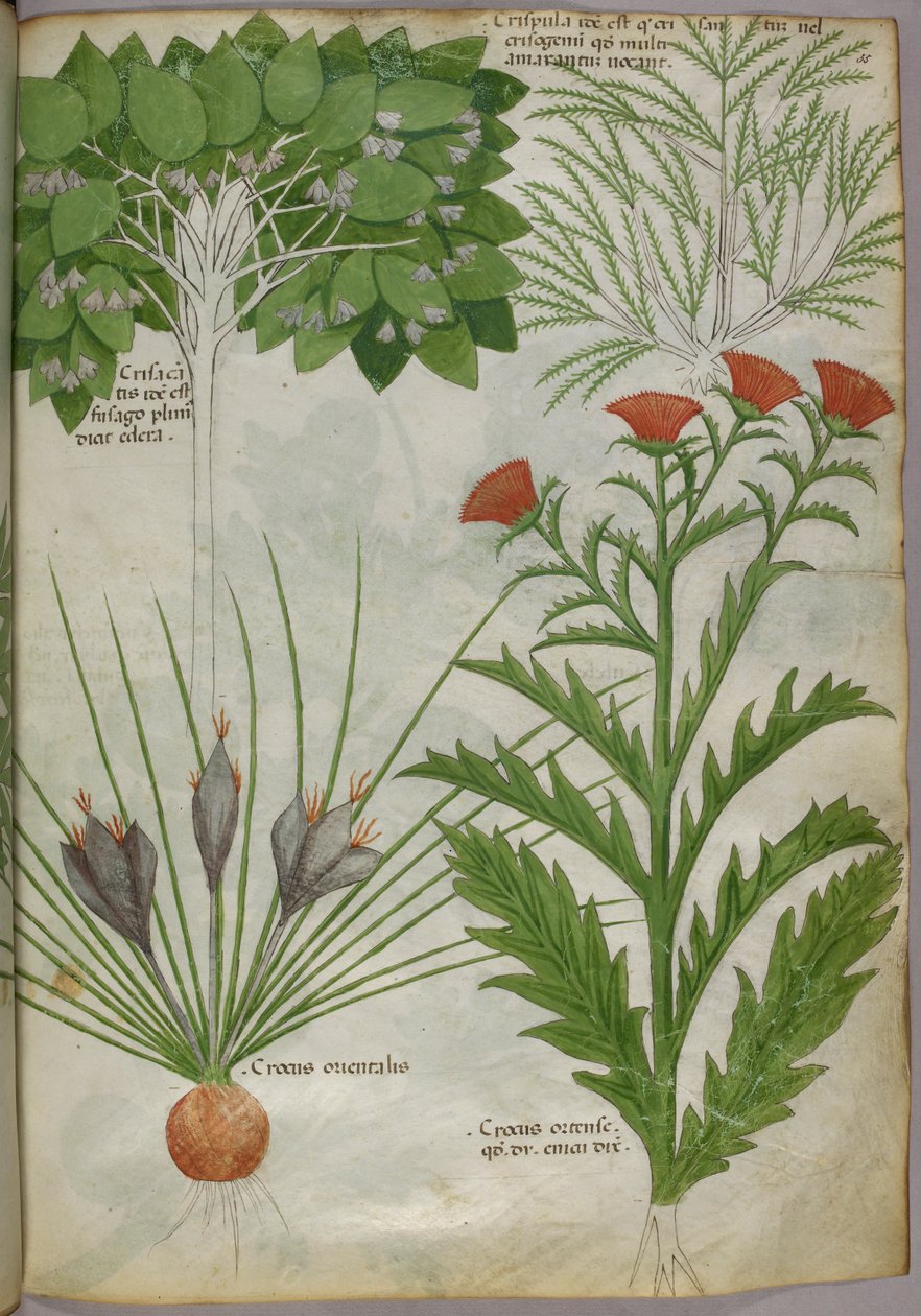 Növények botanikai illusztrációja, 1440 körül (tinta és szín, pergamen) alkotó: Italian School
