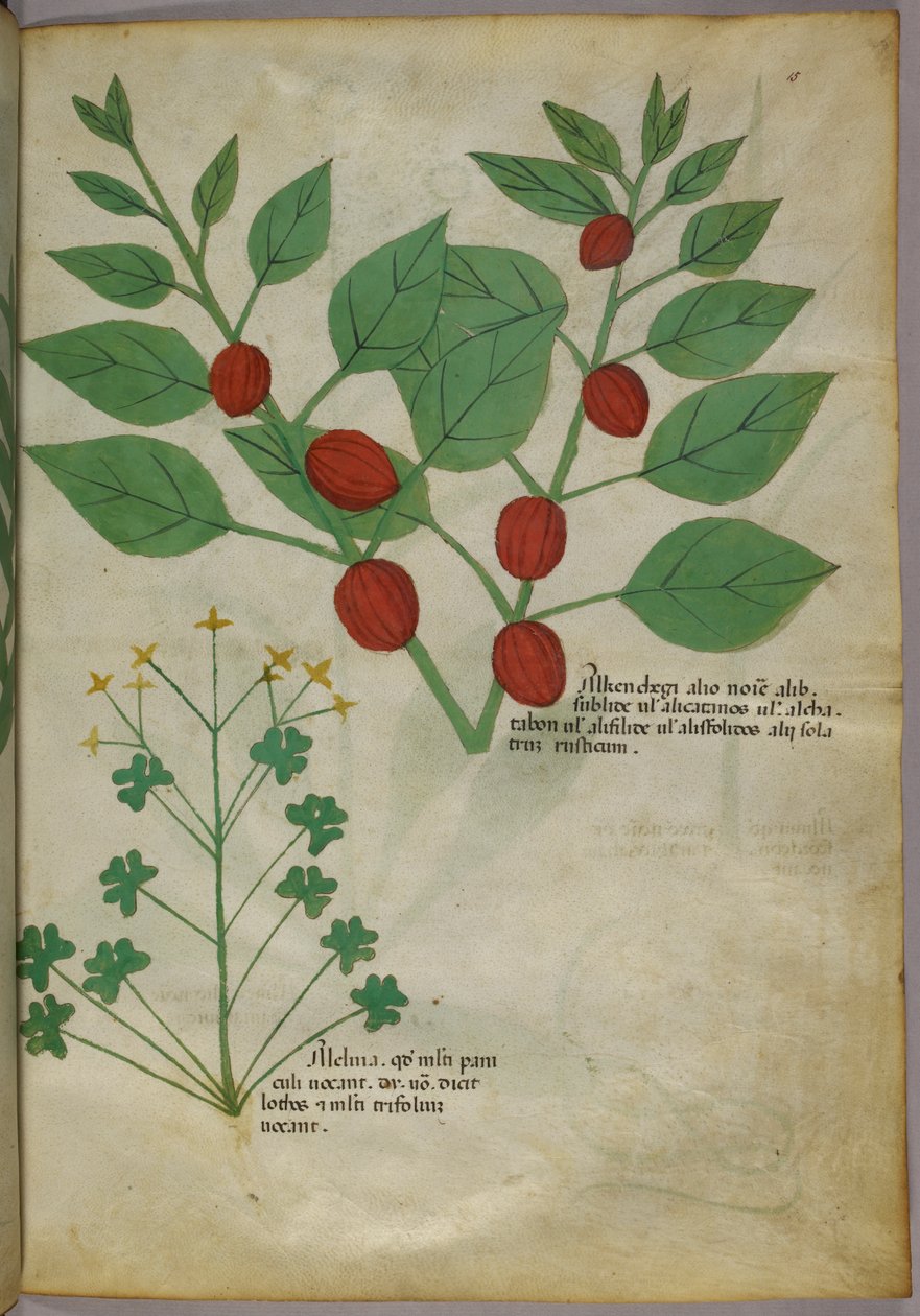 Növények botanikai illusztrációja, 1440 körül (tinta és szín, pergamen) alkotó: Italian School
