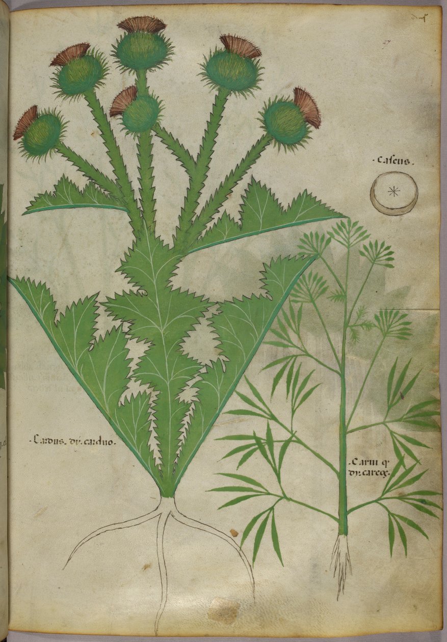 Növények botanikai illusztrációja, 1440 körül (tinta és szín, pergamen) alkotó: Italian School