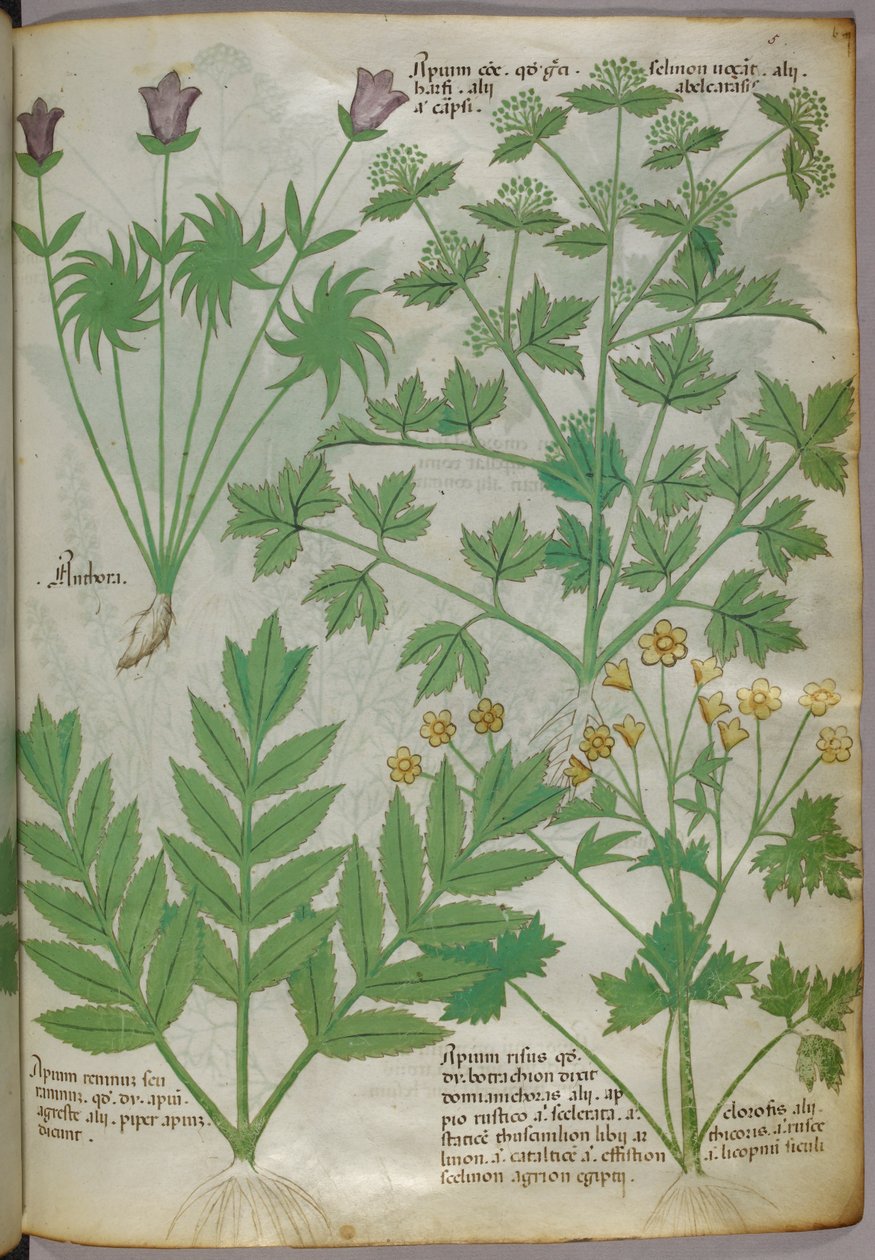 Növények botanikai illusztrációja, 1440 körül (tinta és szín, pergamen) alkotó: Italian School