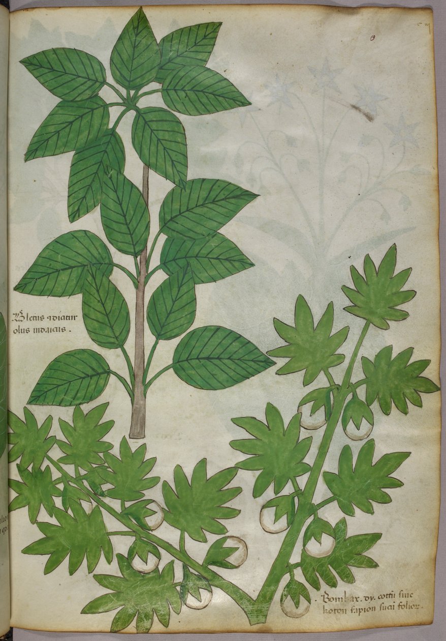 Növények botanikai illusztrációja, 1440 körül (tinta és szín, pergamen) alkotó: Italian School