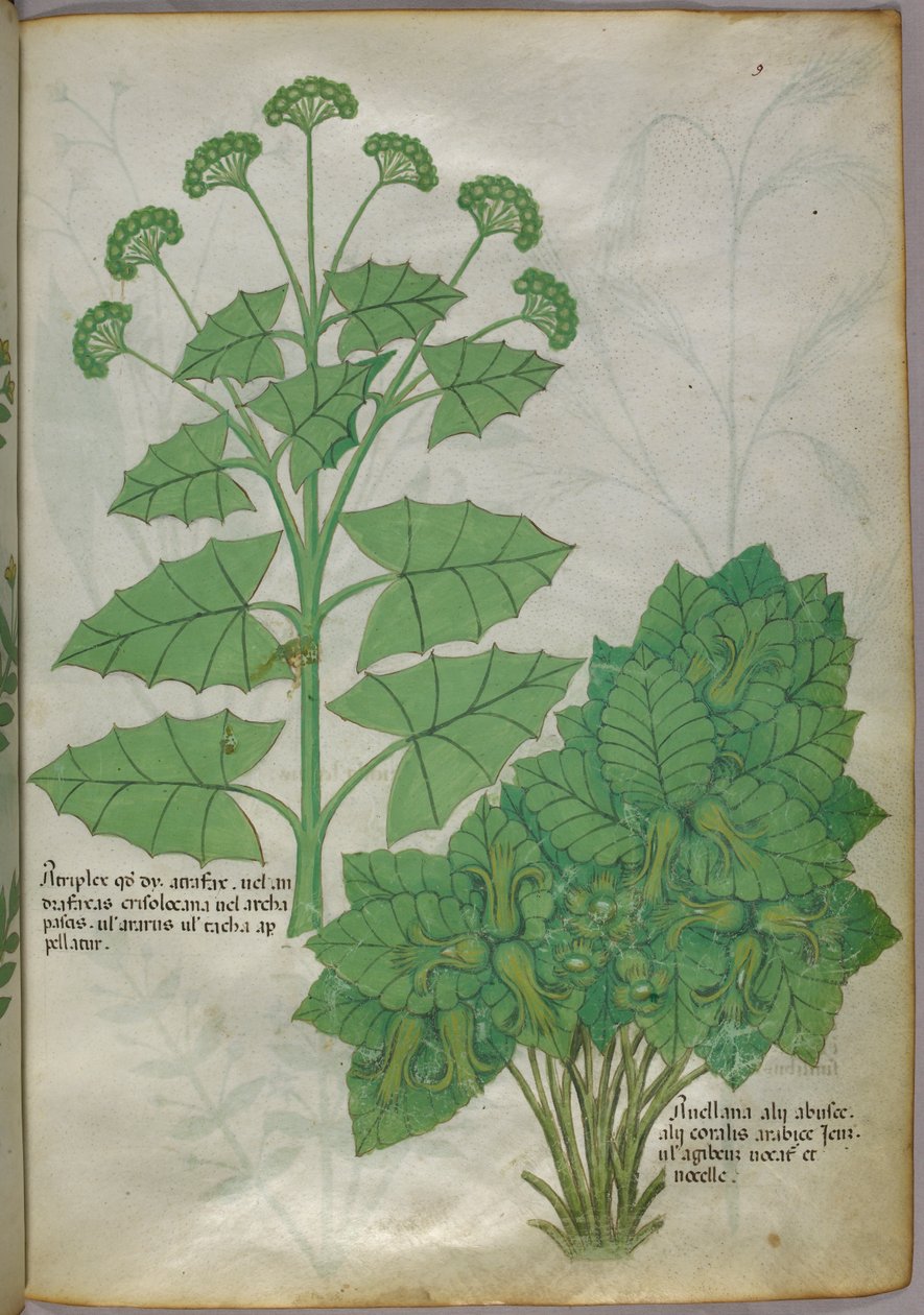 Növények botanikai illusztrációja, 1440 körül (tinta és szín, pergamen) alkotó: Italian School