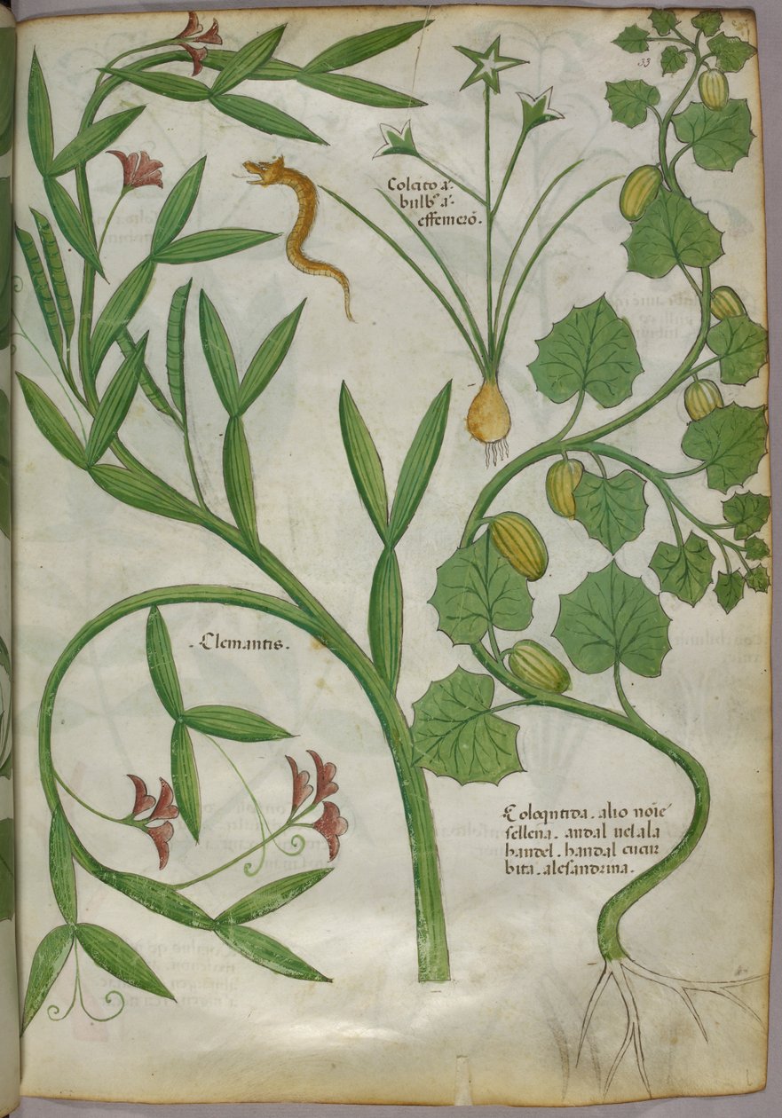 Botanikai illusztráció növényekről, köztük egy klematiszról és egy kígyóról, 1440 körül (tinta és szín, pergamen) alkotó: Italian School