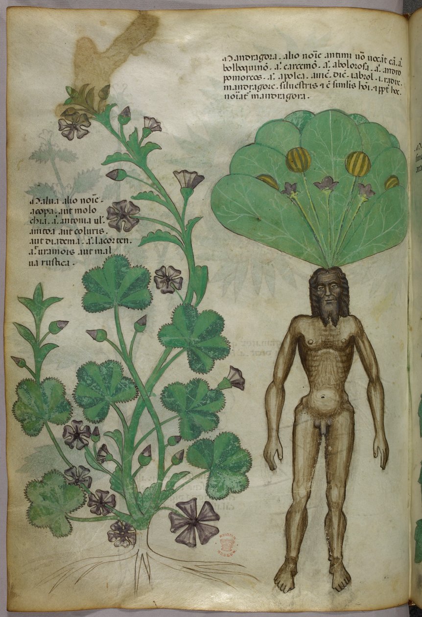 Növények botanikai illusztrációja, köztük egy mandragóra növény, amelynek gyökere egy meztelen férfitest, 1440 körül (tinta és szín, pergamen). alkotó: Italian School