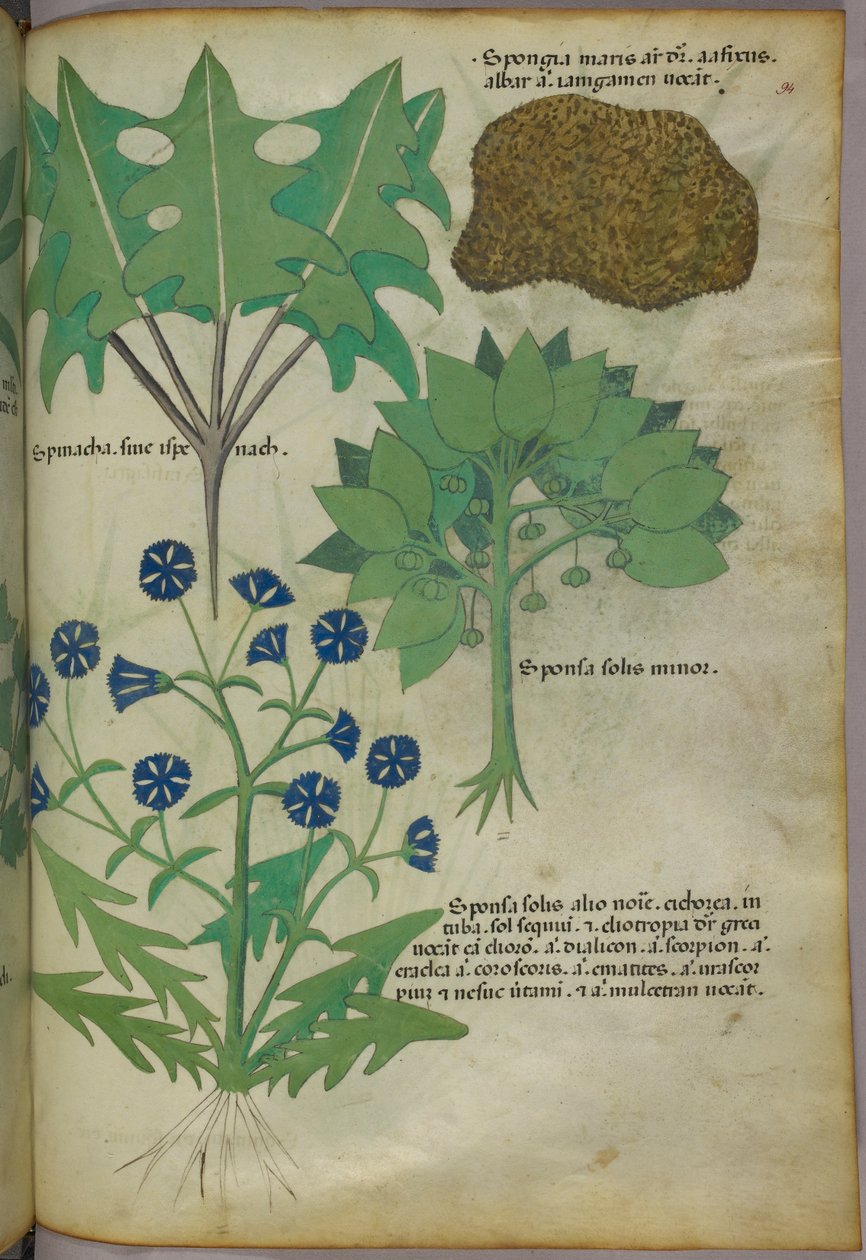Botanikai illusztráció növényekről, köztük egy szivacsról, 1440 körül (tinta és szín, pergamen) alkotó: Italian School