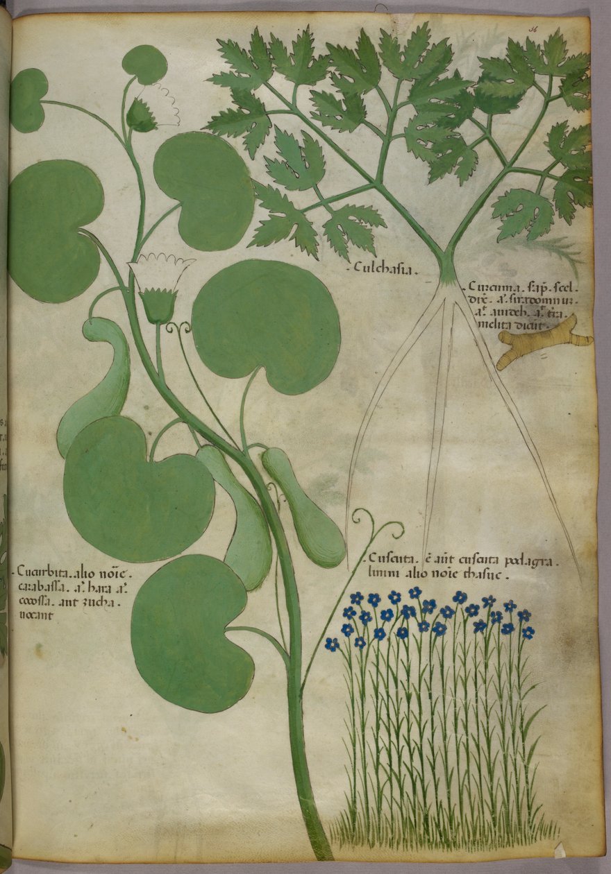 Növények, köztük virágok botanikai illusztrációja, 1440 körül (tinta és szín, pergamen) alkotó: Italian School