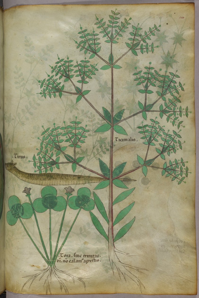 Botanikai illusztráció növényekről és egy állatról, 1440 körül (tinta és szín, pergamen) alkotó: Italian School