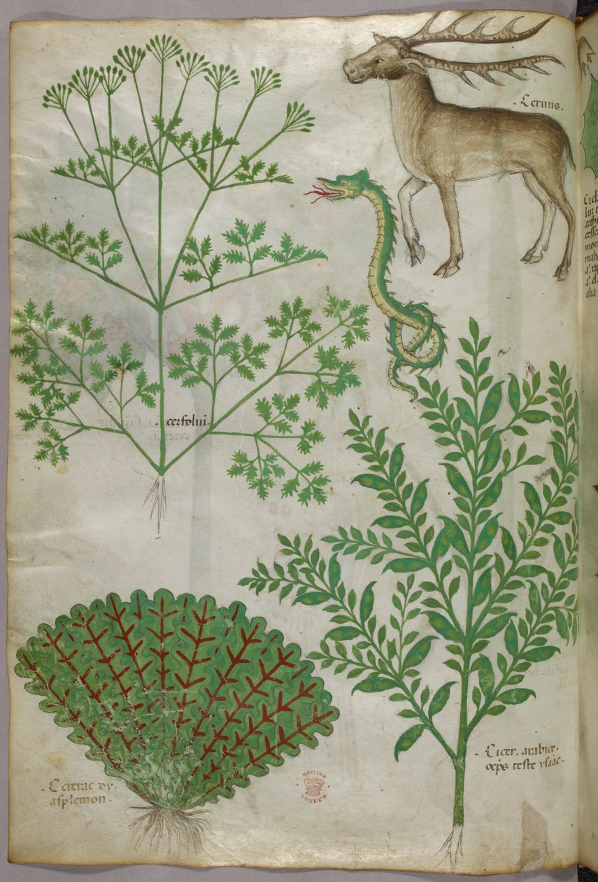 Botanikai illusztráció növényekről, kígyóról és szarvasról, 1440 körül (tinta és szín, pergamen) alkotó: Italian School