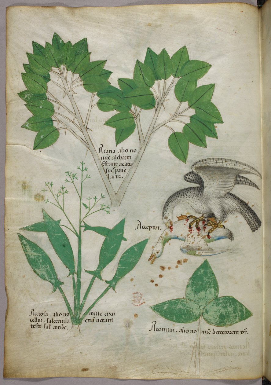 Botanikai illusztráció egy madárral, amely egy társát megölő madarat ábrázol, 1440 körül (tinta és szín, pergamen) alkotó: Italian School