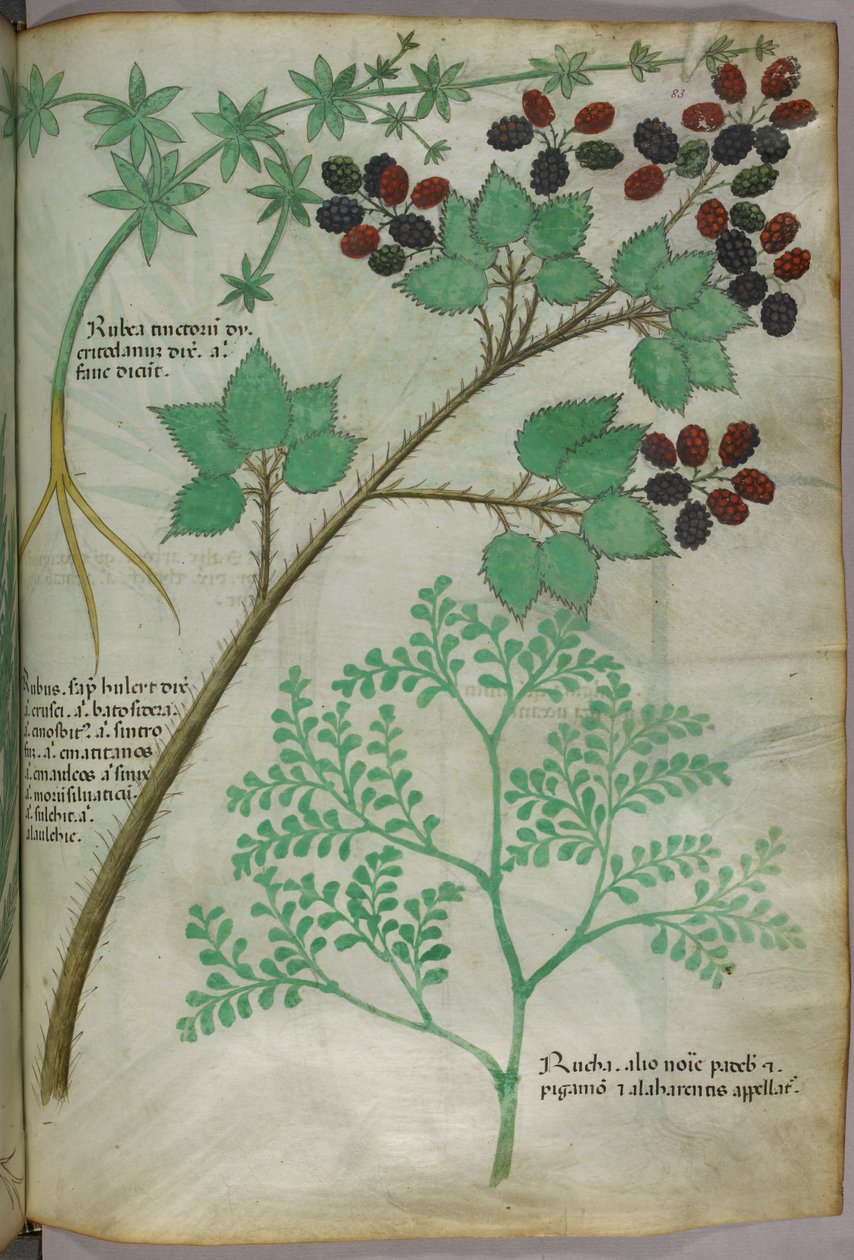 Botanikai illusztrációk a hollófűről [rubea]; szederről [rubus]; ruta [ruta], 1440 körül (tinta és színes pergamen) alkotó: Italian School
