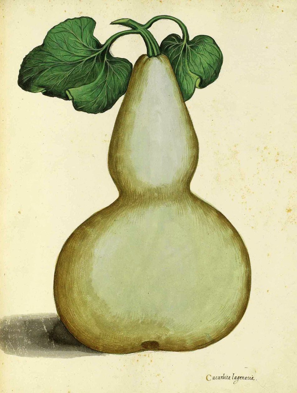 Calabash, Ulisse Aldrovandi alkotó: Italian School