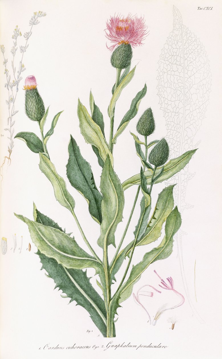 Cardus cichoraceus és Gnaphalium penduculare, 1811-1838 alkotó: Italian School