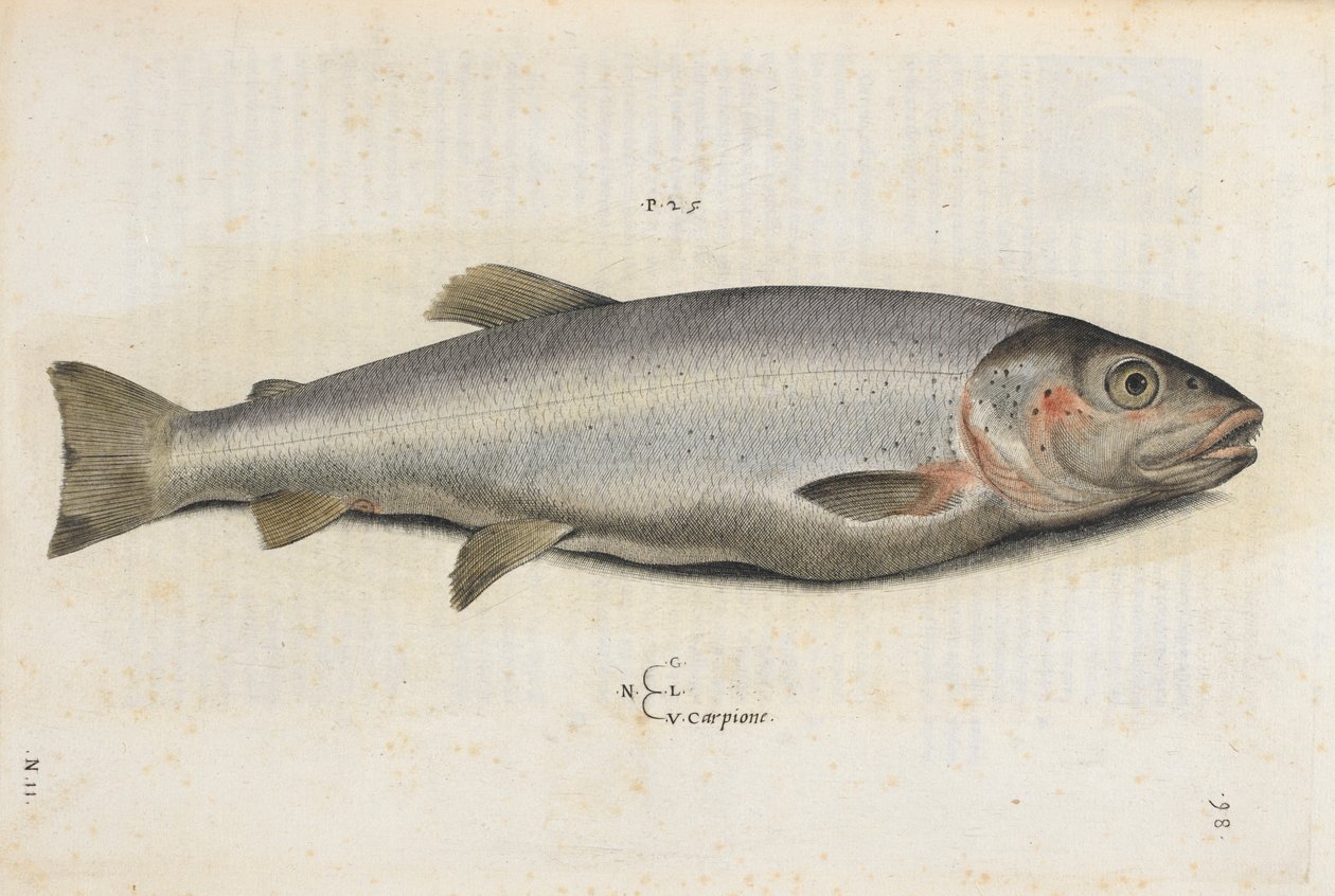 Carpione hal, illusztráció az „Aquatilium Animalium Historiæ liber primus”-ból, Ippolito Salviani alkotó: Italian School