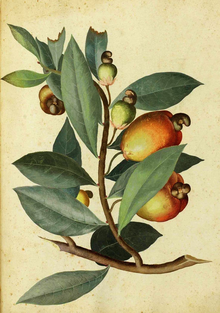 Kesudió – Ulisse Aldrovandi alkotó: Italian School