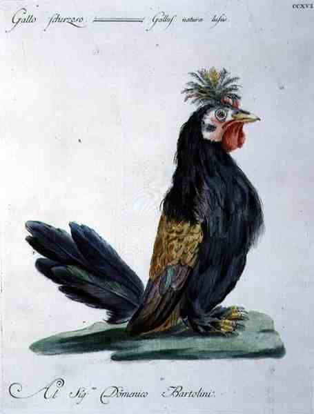 Cockerel, 1767-76 körül (kézzel színezett metszet) alkotó: Italian School