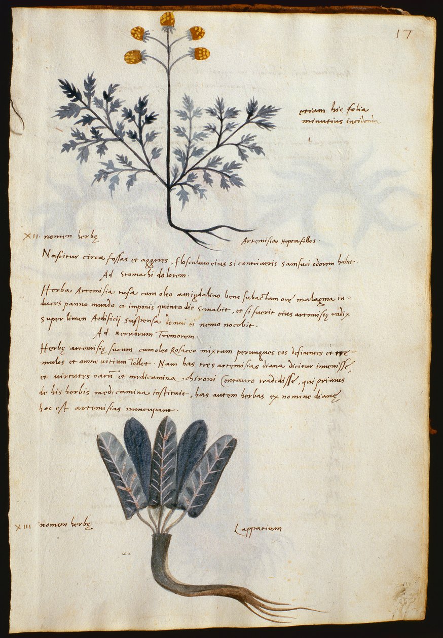 Tőkehal. 2377 Artemisia és lapparium, gyógynövények a "Herbarium Apulei Platonici"-ból (akvarell és tinta pergamen) alkotó: Italian School