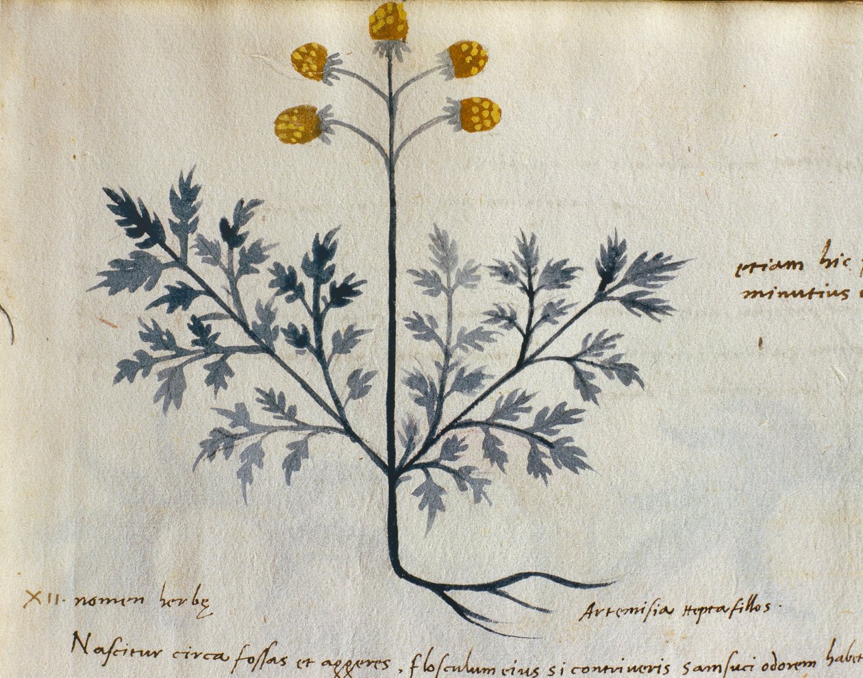 Tőkehal. 2007 Artemisia, gyógynövény a "Herbarium Apulei Platonici"-ból (akvarell és tinta pergamen) (415715 részlet) alkotó: Italian School