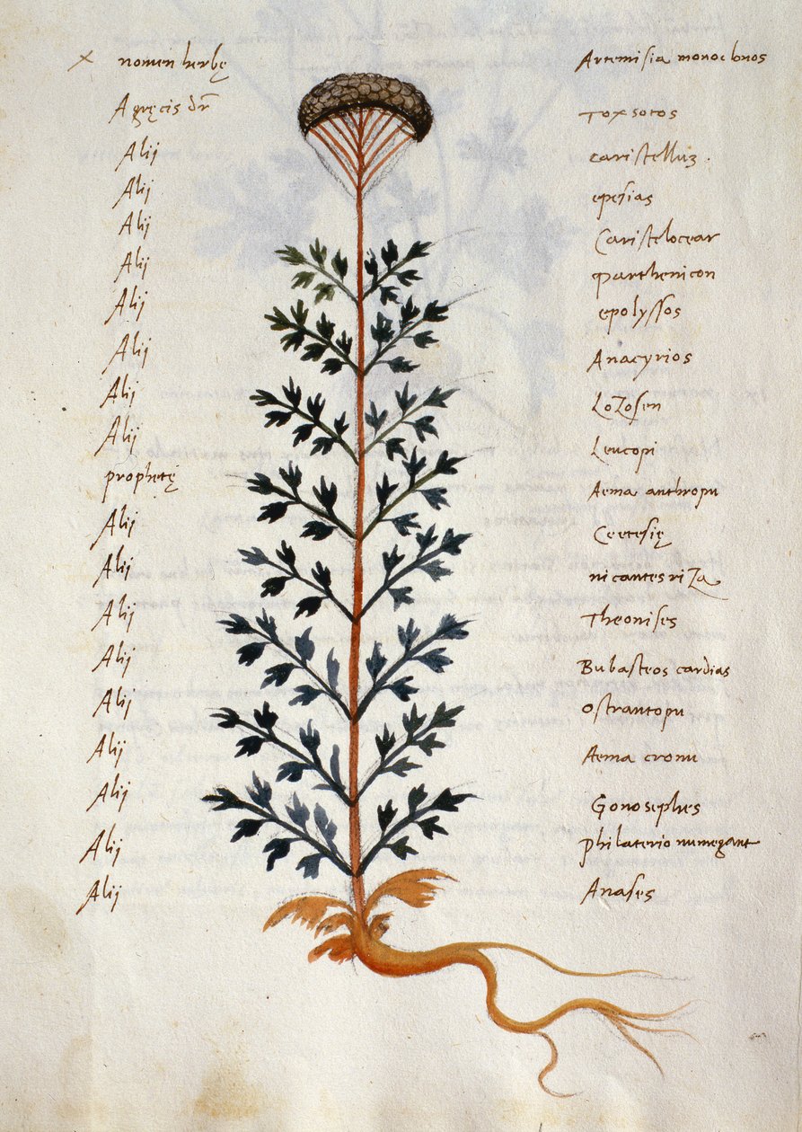 Tőkehal. 2377 Artemisia, gyógynövény a "Herbarium Apulei Platonici"-ból (akvarell és tinta pergamen) alkotó: Italian School