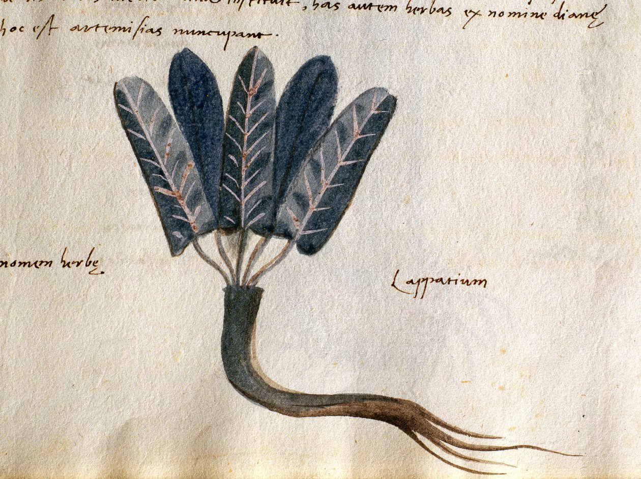 Tőkehal. 2007 Lapparium, gyógynövények az Apuleius Platonici Herbáriumból (akvarell és tinta pergamen) (415715 részlet) alkotó: Italian School