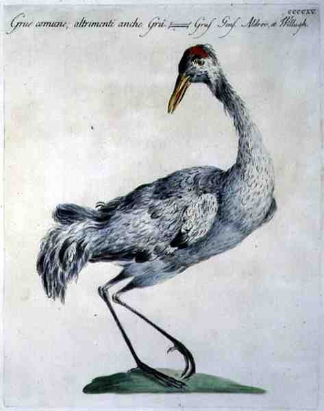Common Crane, 1767-76 körül (kézzel színezett metszet) alkotó: Italian School