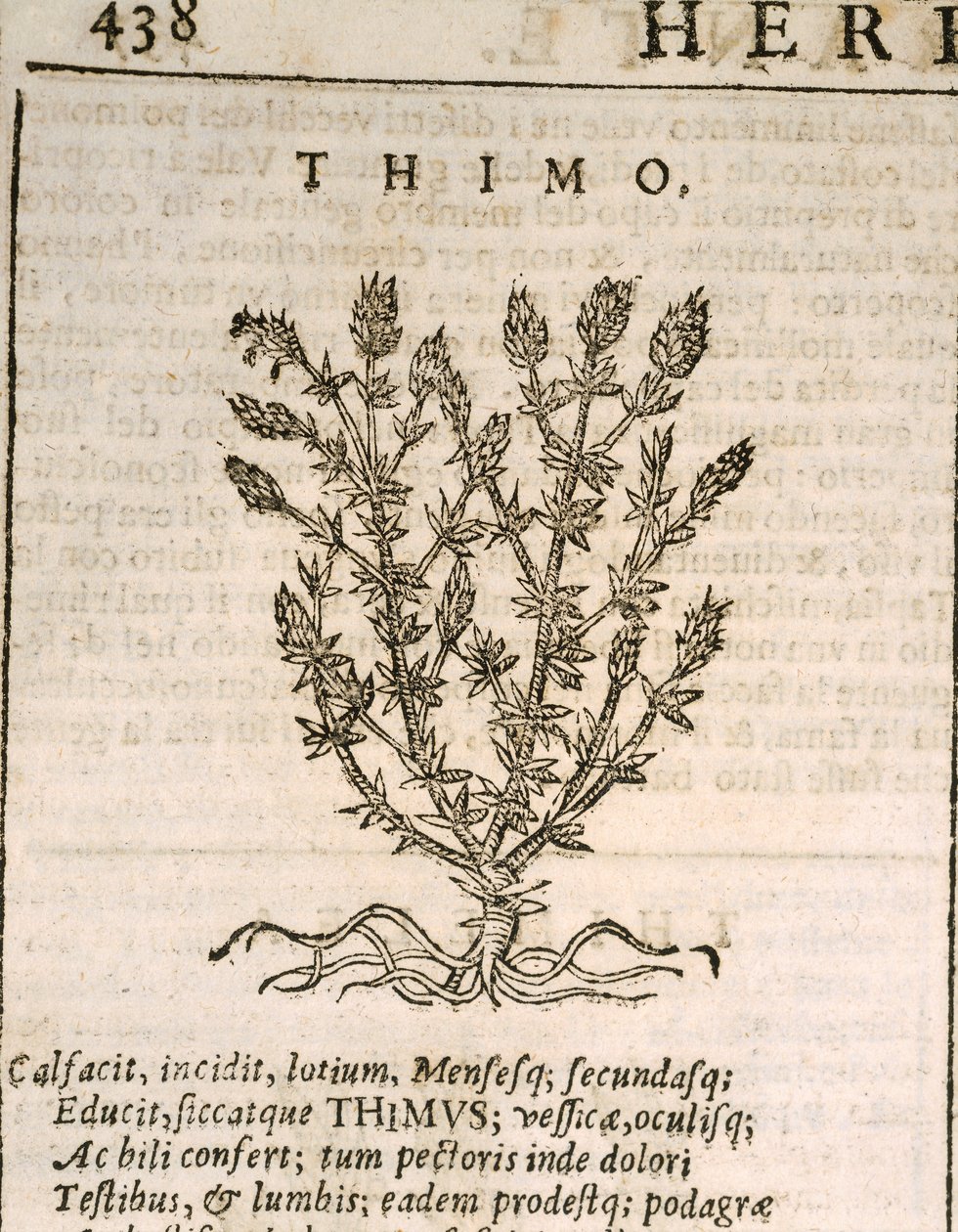 Kakukkfű (Thymus vulgaris), Castore Durante metszete alkotó: Italian School