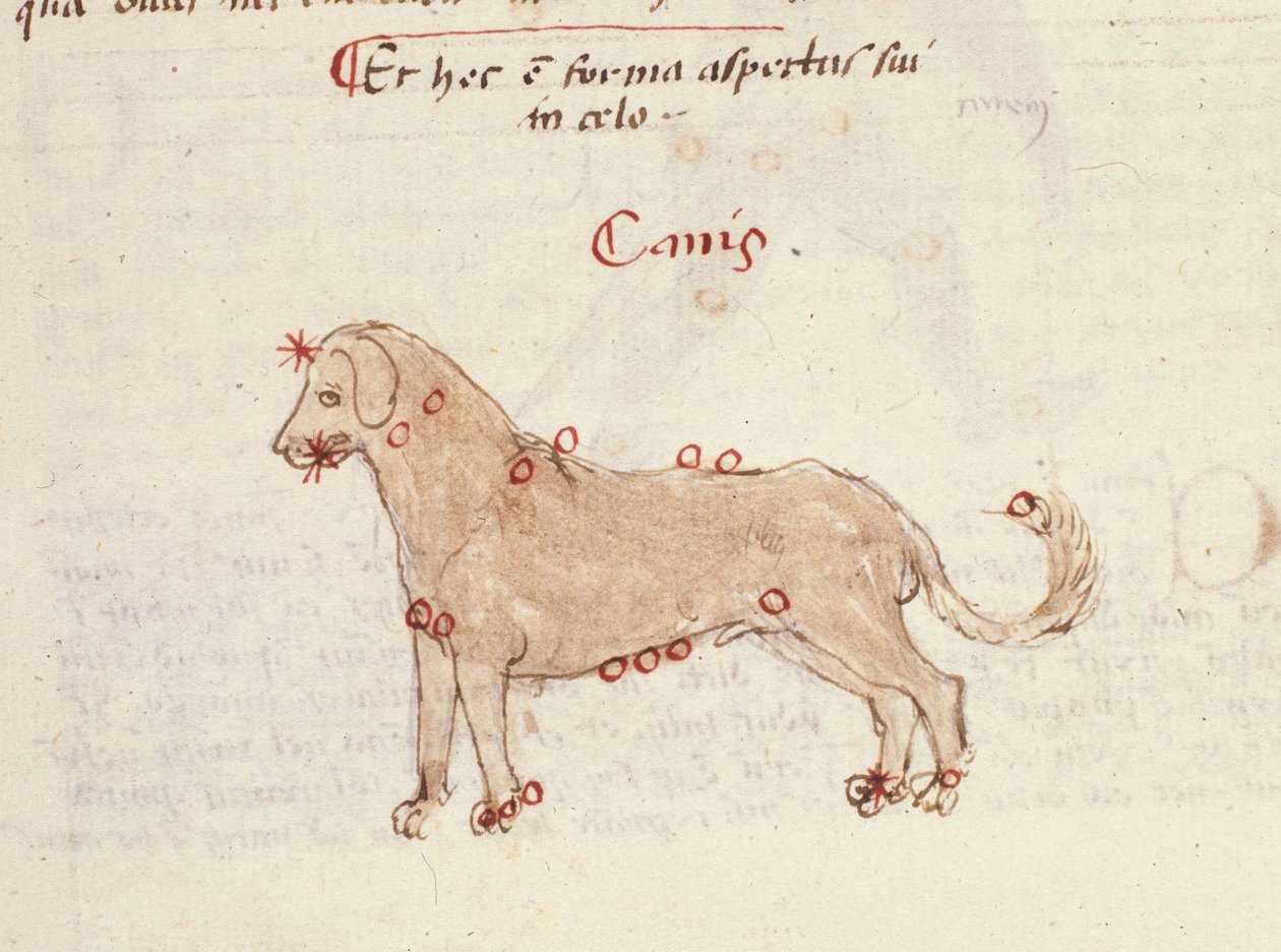 A kutya (Canis) csillagképe. Miniatűr Biasino da Parma (Blaise de Parma) „” Astronomica” című művéből (1425-1457) alkotó: Italian School