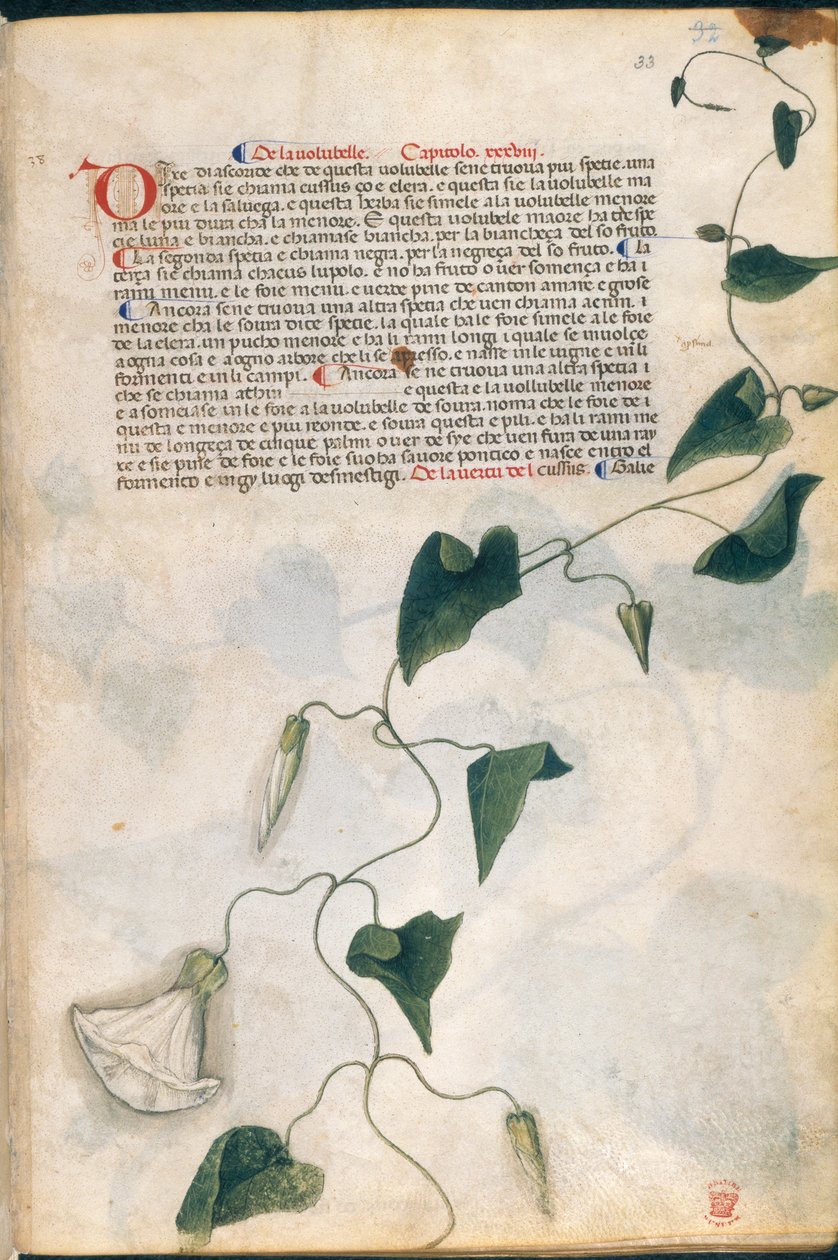 Convolvulus Plant, illusztráció a 