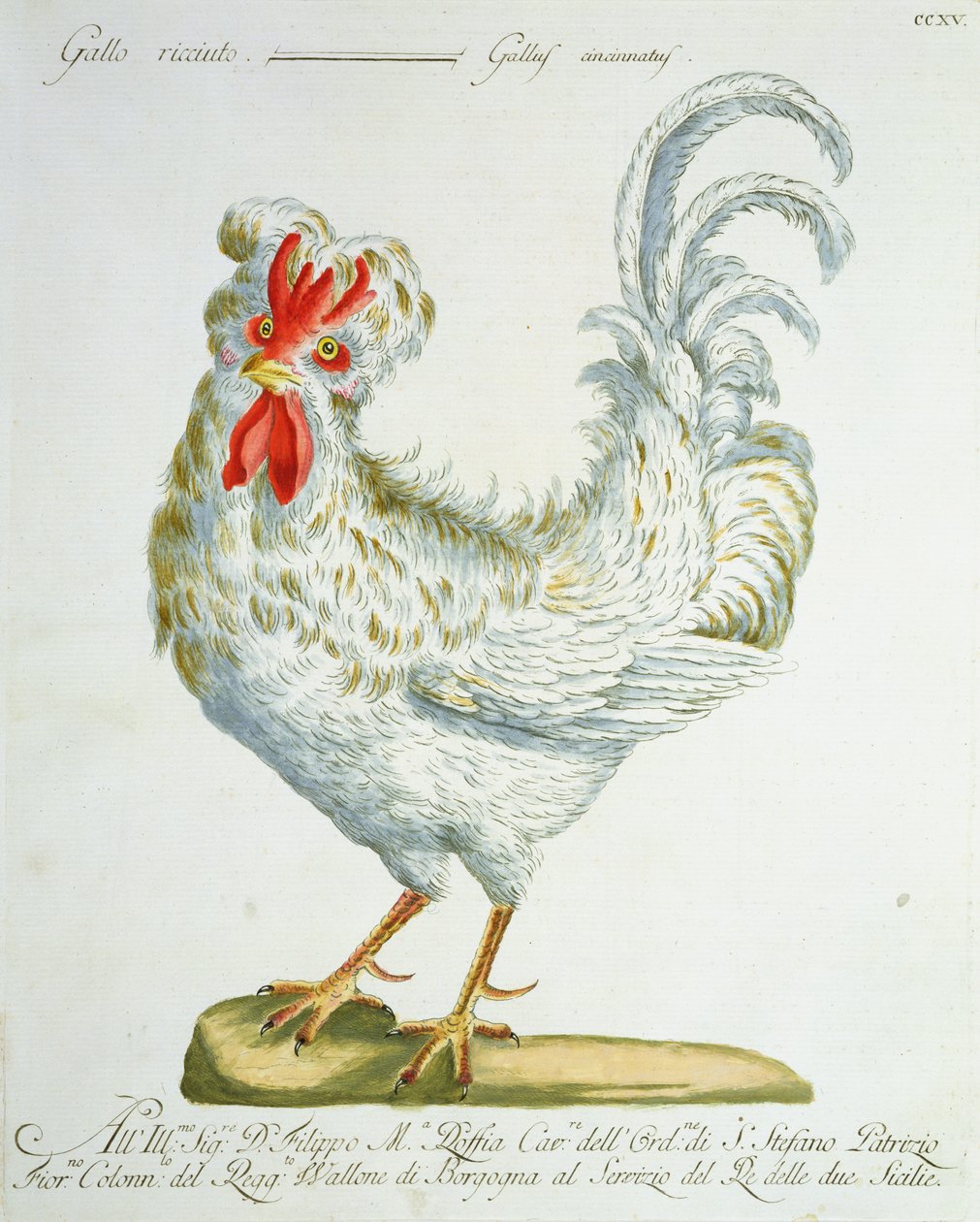 Göndör szőrű kakas, 1767-76 körül (kézzel színezett metszet) alkotó: Italian School
