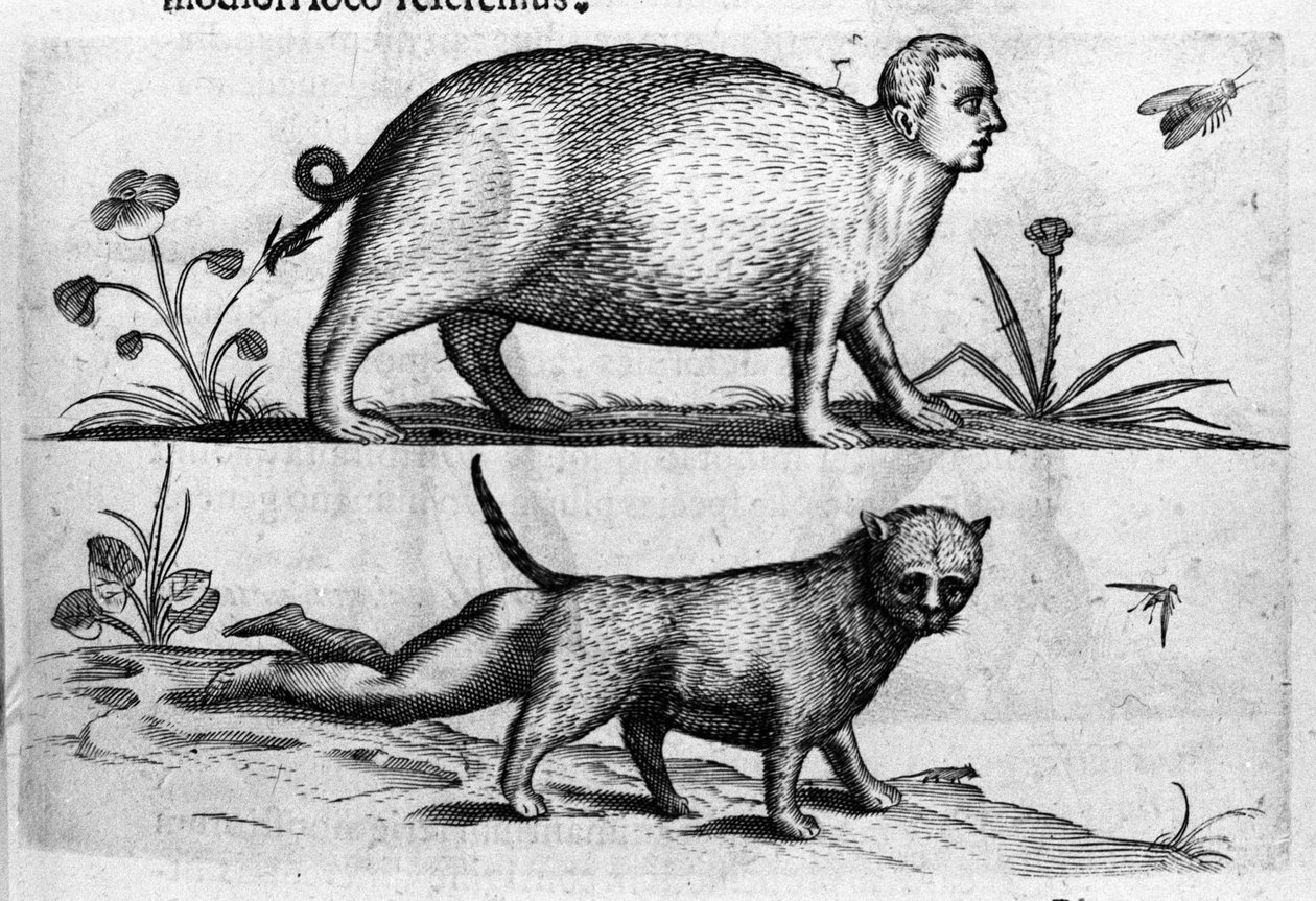 Különböző típusú emberi szörnyek: a manticore egy macska gyermeklábakkal. Metszet Fortunio Norsi (1577-1656) olasz tudós "A szörnyek természete, okaik és különbségeik" című könyvéből. 1646 alkotó: Italian School