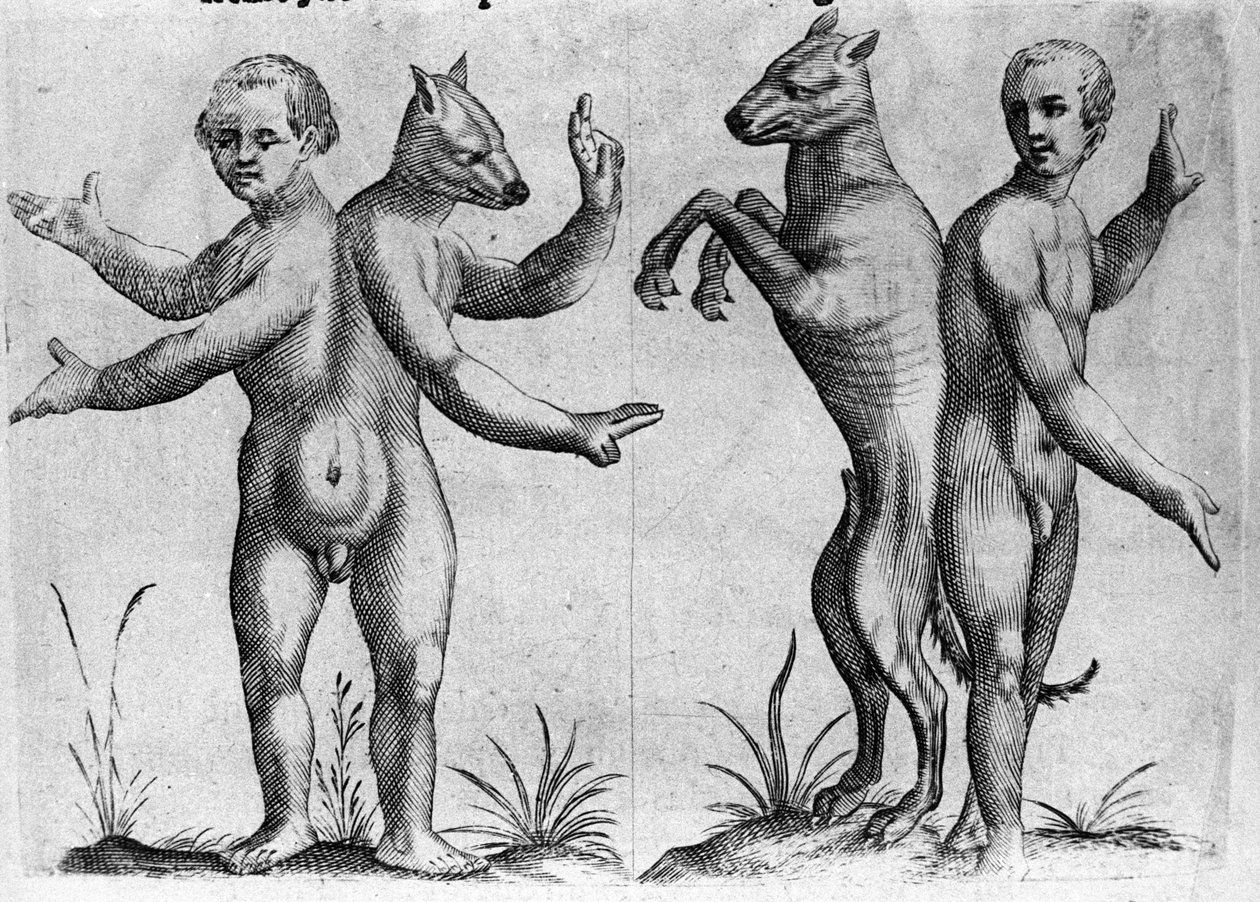 Különböző típusú emberi szörnyek: két kettős testű lény, félig ember és kutya (sziámi). Metszet Fortunio Norsi (1577-1656) olasz tudós "A szörnyek természete, okaik és különbségeik" című könyvéből. 1646 alkotó: Italian School