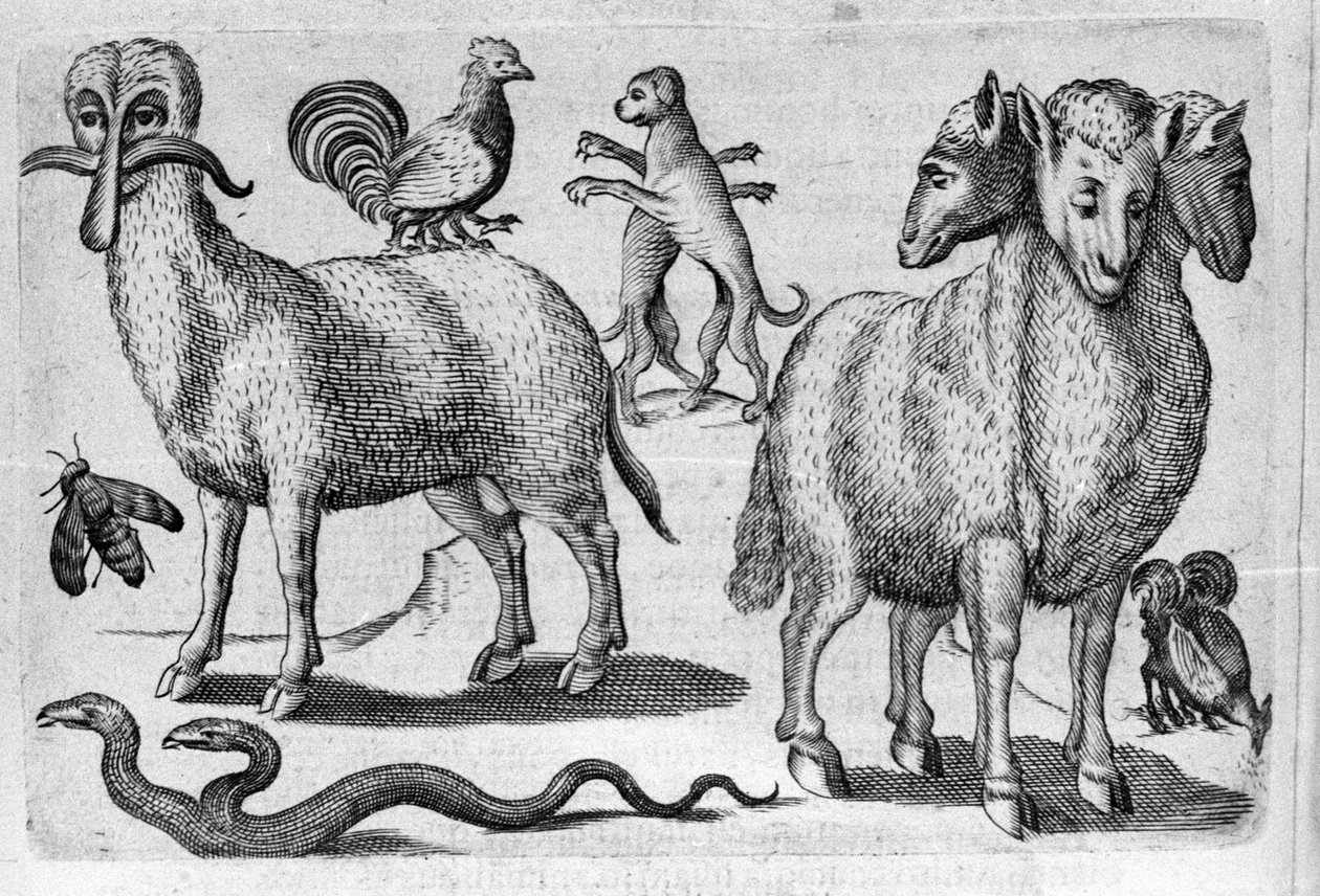 Különböző típusú szörnyű állatok, több testtel vagy abnormálisan sok végtaggal. Fortunio Liceti (1577-1656) olasz tudós „De monstrorum natura, causis et differentiis” metszete. 1646 alkotó: Italian School